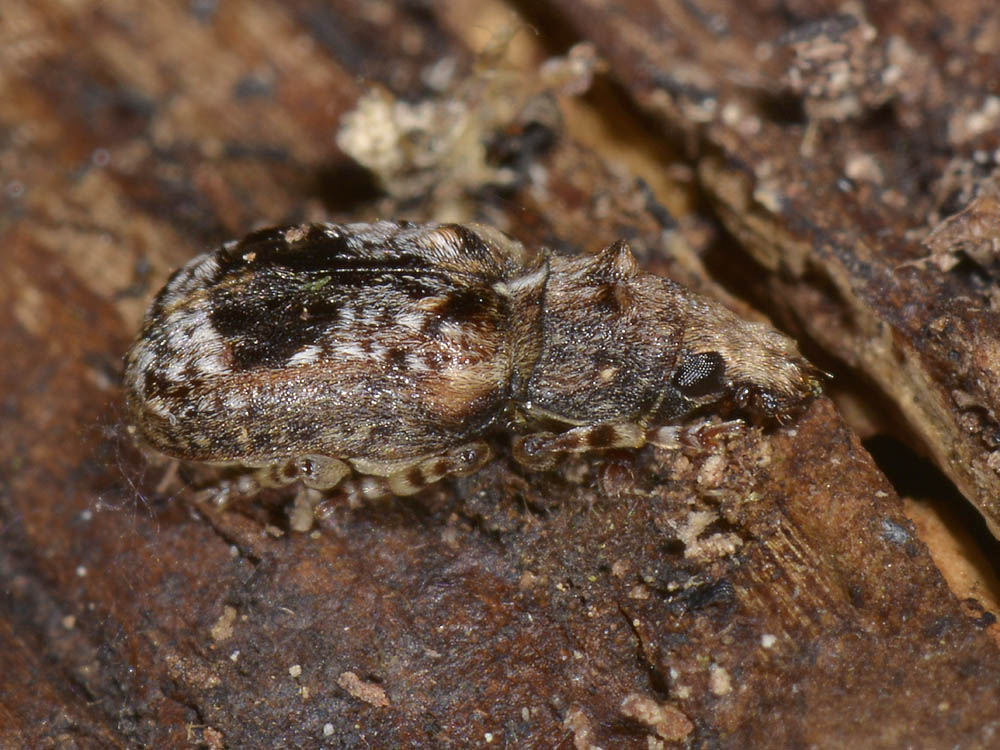 Enedreytes sepicola - Anthribidae